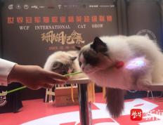 【168sports】视频|WCF世界冠军猫职业精英超级联赛来到扬州